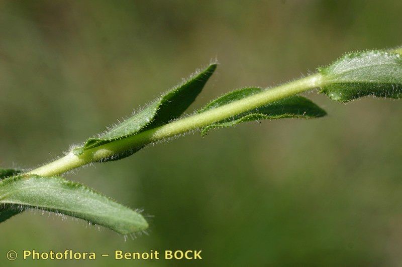 Taken Jul 15, 2006 by Photoflora - Benoit BOCK (©)