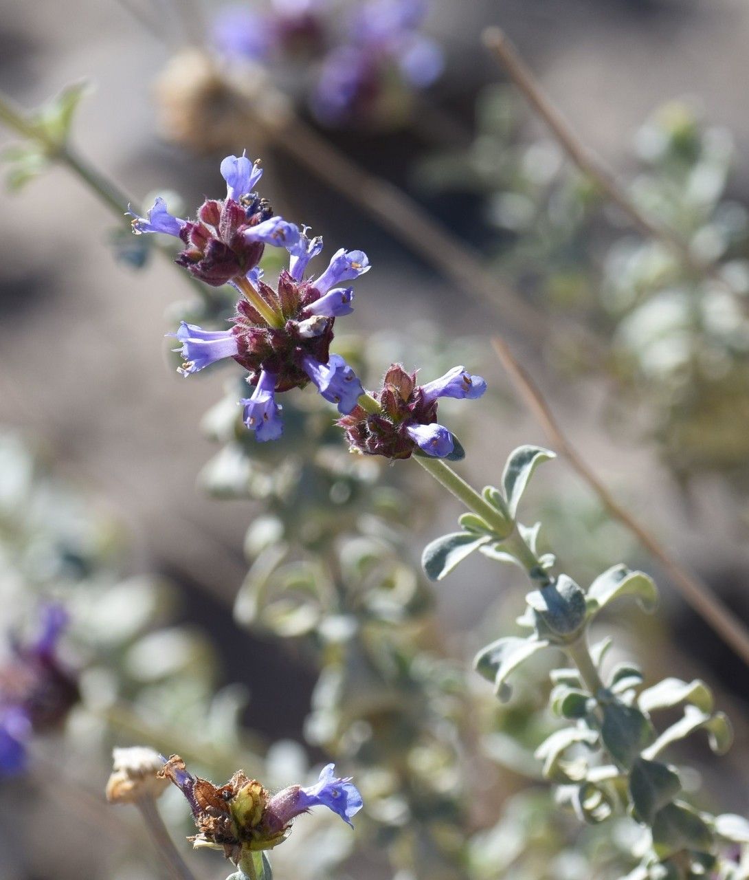 Salvia mohavensis Greene (Verdensfloraen) - Pl@ntNet identify