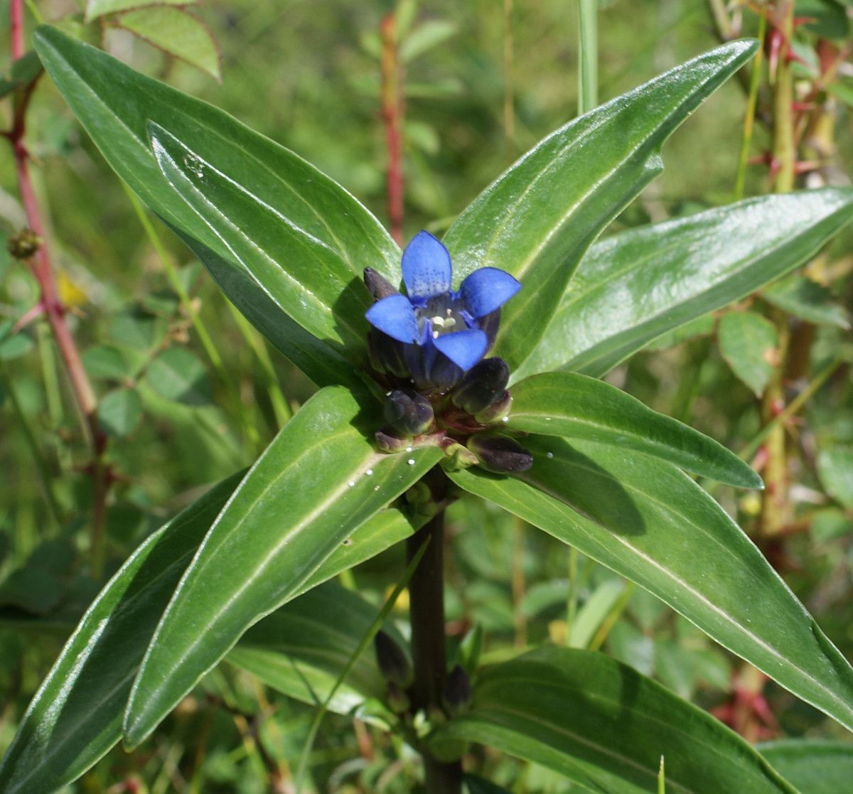 Taken Jul 11, 2014 by Tela Botanica − Liliane Roubaudi (cc-by-sa)