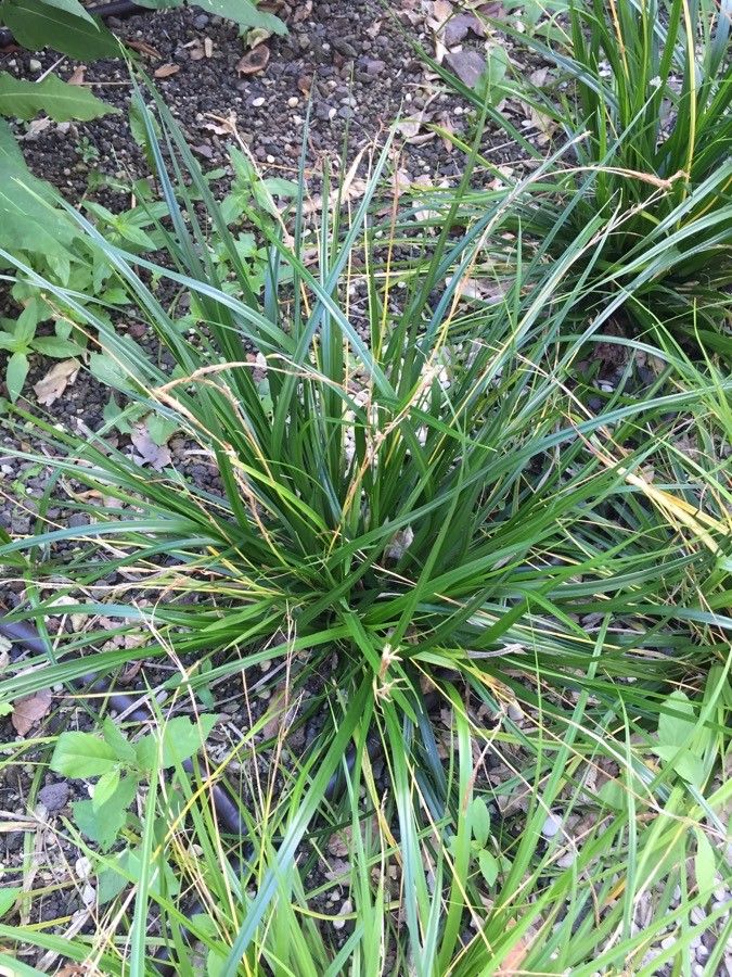 Evergreen sedge