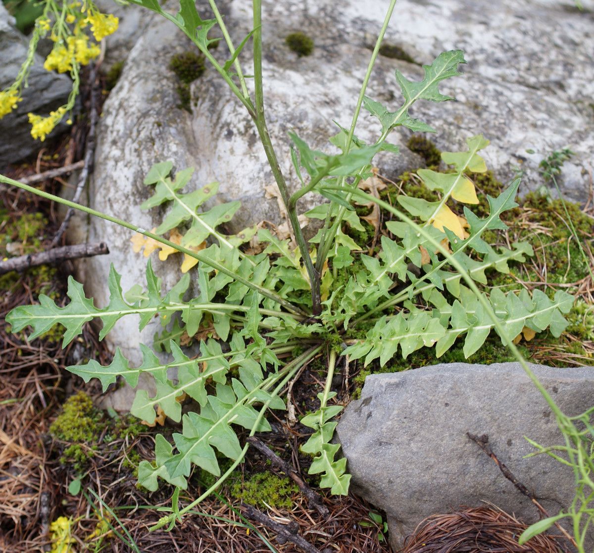 Taken Jul 8, 2014 by Tela Botanica − Liliane Roubaudi (cc-by-sa)