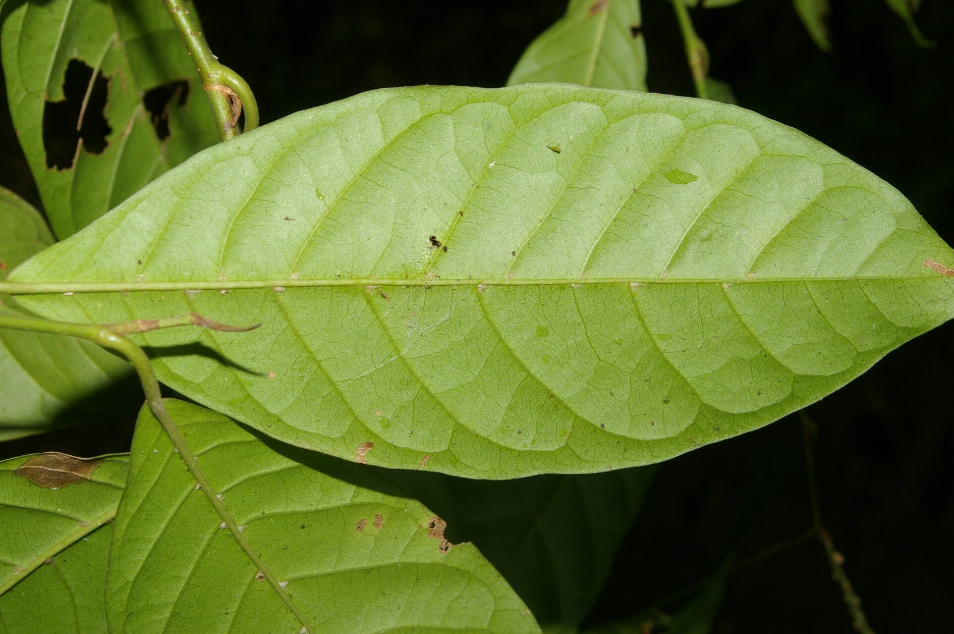 Coccoloba acuminata Kunth, Coloba (World flora) - Pl@ntNet identify