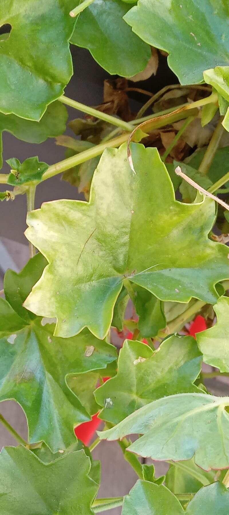 Pelargonium peltatum (L.) L'Hér., Gerânio (Flora mundial) - Pl@ntNet  identify