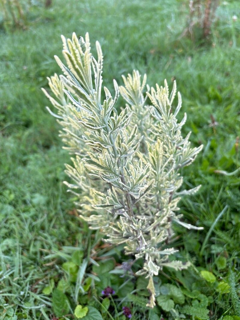 French lavender