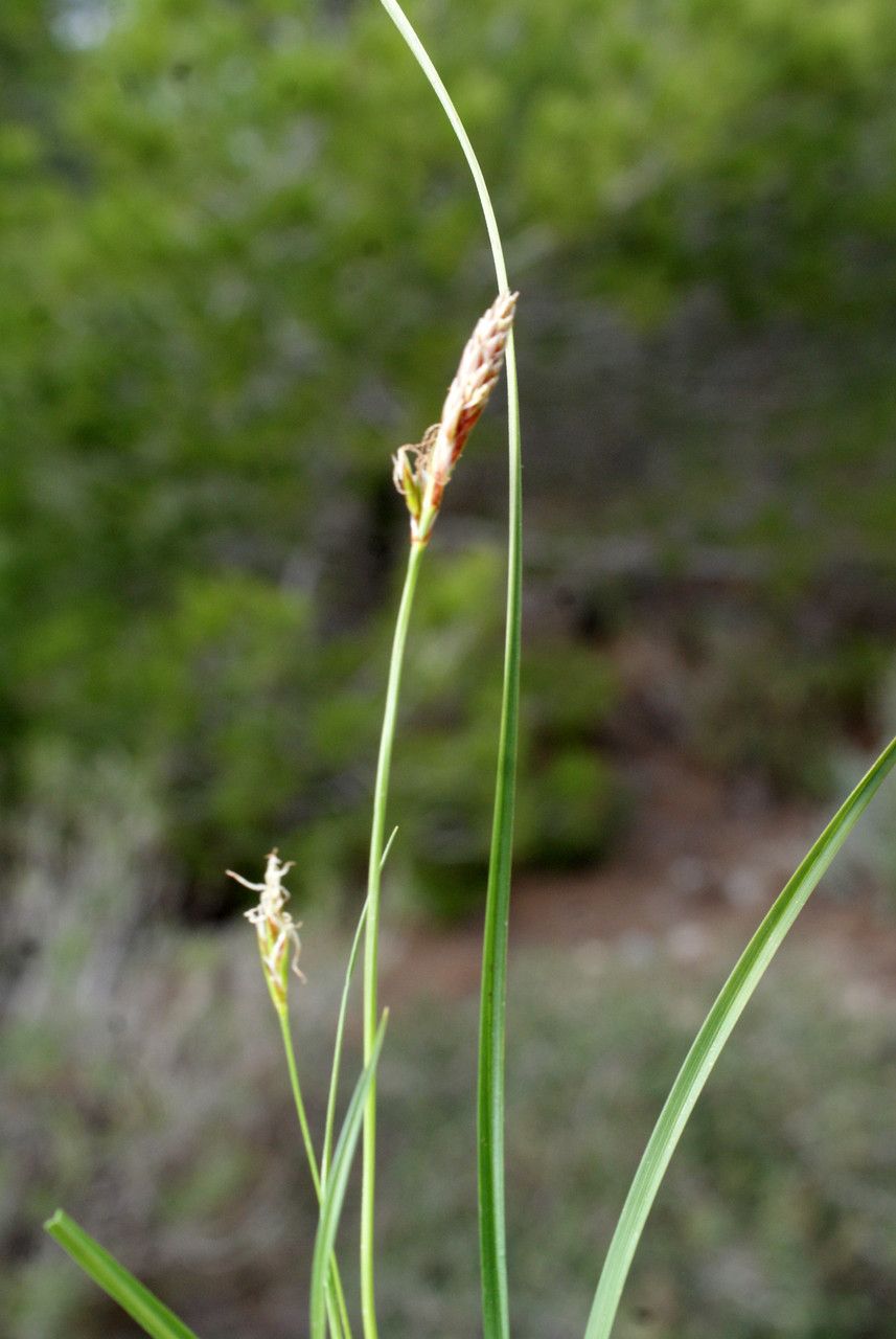 Taken Feb 22, 2016 by Tela Botanica − Liliane ROUBAUDI (cc-by-sa)