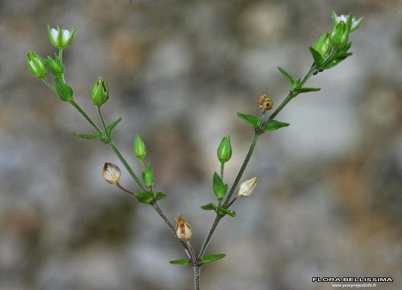 Taken Jan 1, 1800 by Tela Botanica − Thierry Pernot (cc-by-sa)