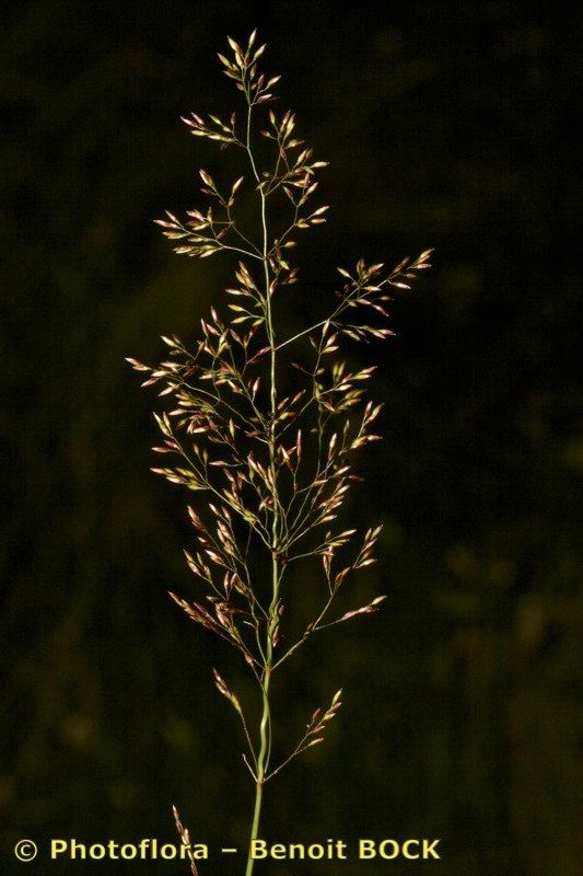 Taken Jul 15, 2008 by Photoflora - Benoit BOCK (©)