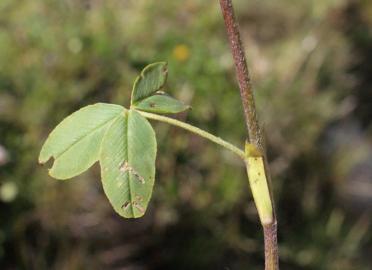 Taken Aug 21, 2014 by Tela Botanica − Liliane Roubaudi (cc-by-sa)