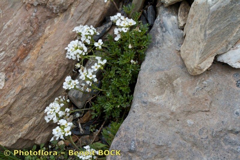 Taken Jul 15, 2011 by Photoflora - Benoit BOCK (©)