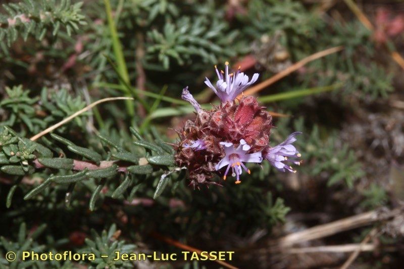 Taken Oct 15, 2014 by Photoflora - Jean-Luc TASSET (©)