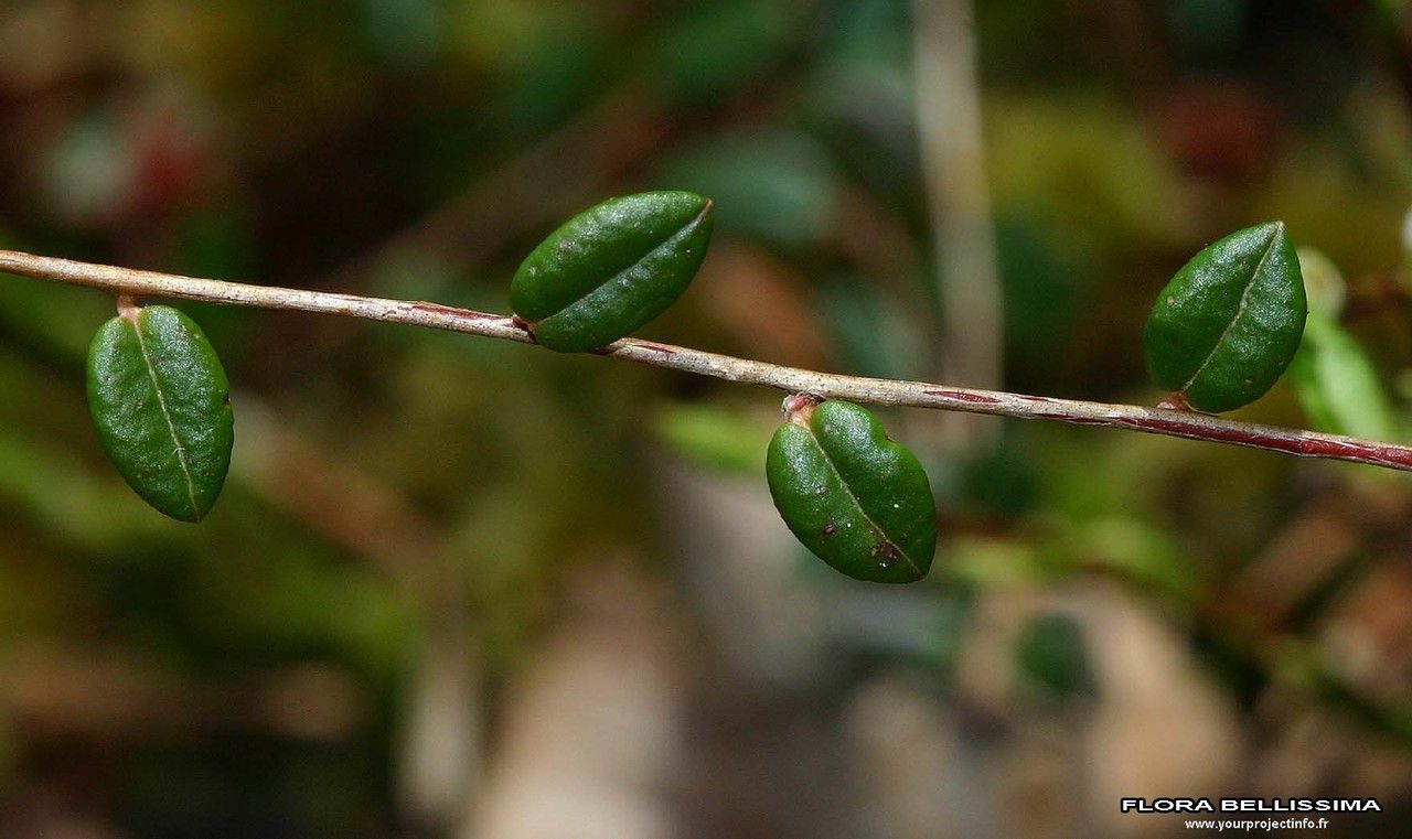 Taken Jan 1, 1800 by Tela Botanica − Thierry Pernot (cc-by-sa)