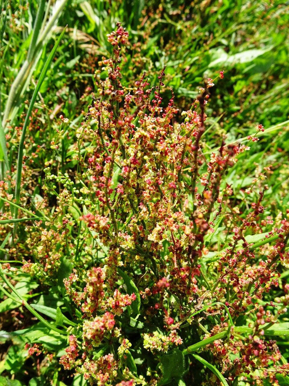 Field sorrel