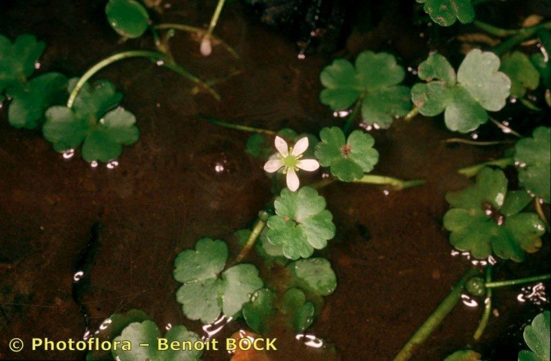 Taken Aug 15, 2002 by Photoflora - Benoit BOCK (©)