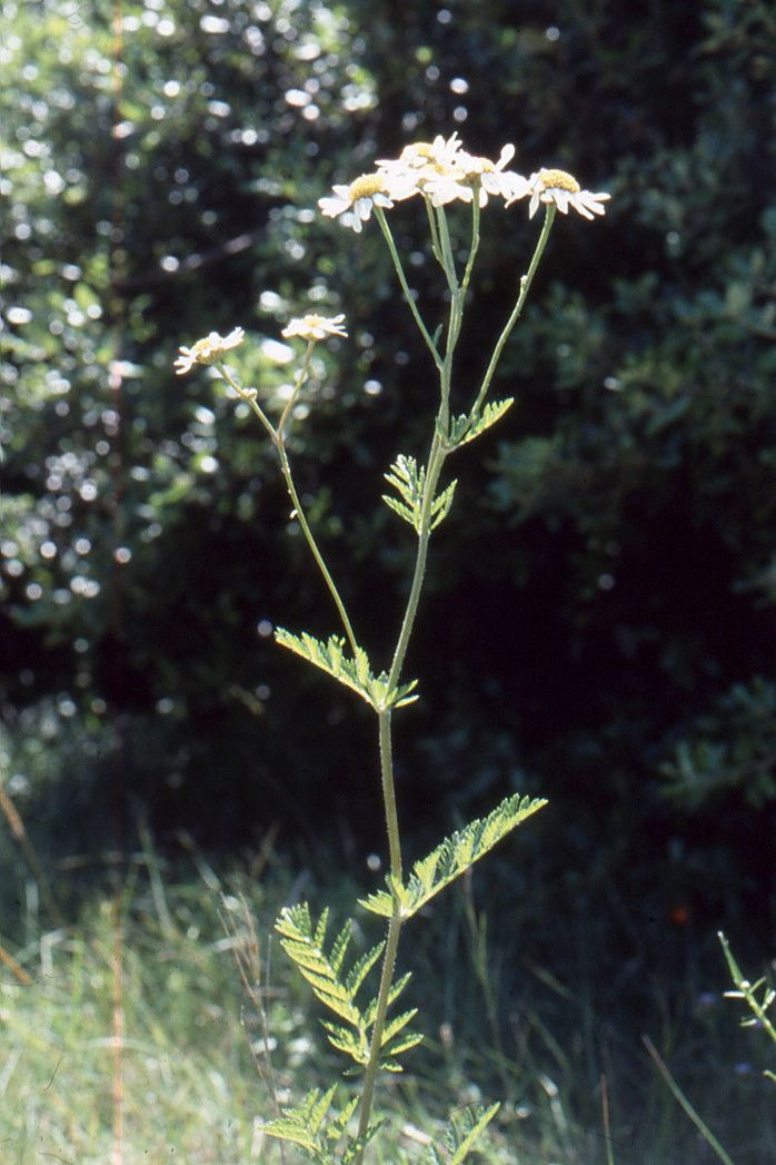 Taken Jun 20, 2001 by Tela Botanica − Liliane ROUBAUDI (cc-by-sa)