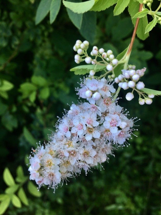 Spiraea alba Du Roi, Meadowsweet (World flora) - Pl@ntNet identify