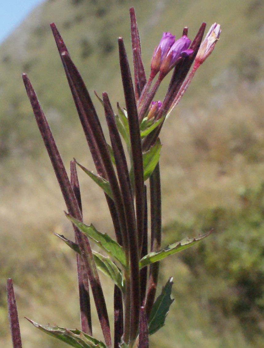 Taken Aug 21, 2014 by Tela Botanica − Liliane Roubaudi (cc-by-sa)