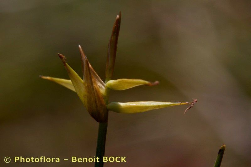 Taken Aug 15, 2010 by Photoflora - Benoit BOCK (©)