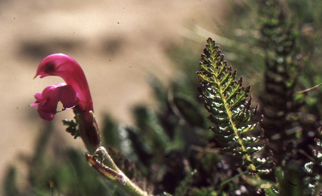 Taken Jul 20, 1987 by Tela Botanica − Liliane ROUBAUDI (cc-by-sa)