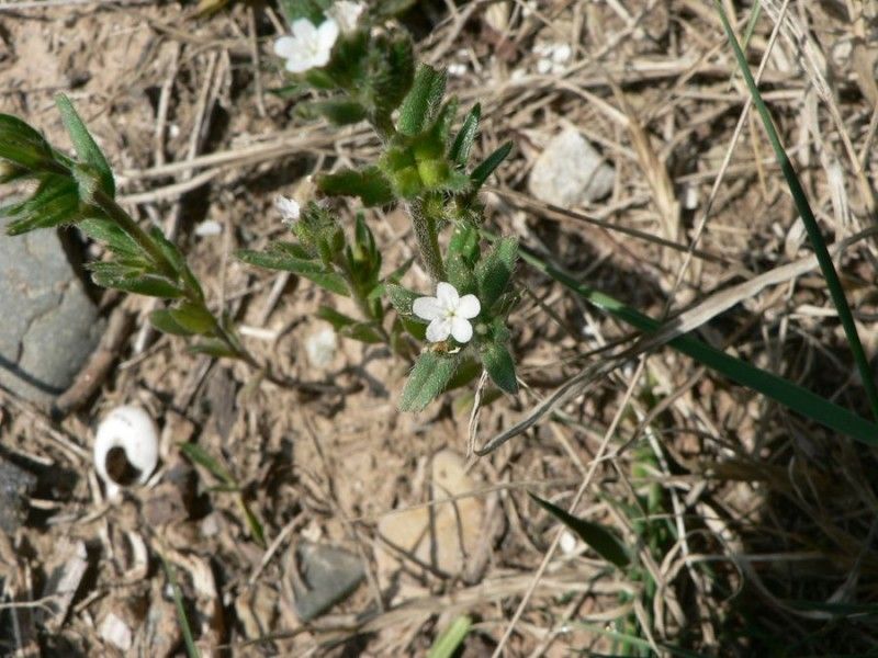 Taken Apr 4, 2007 by Tela Botanica − Mathieu MENAND (cc-by-sa)