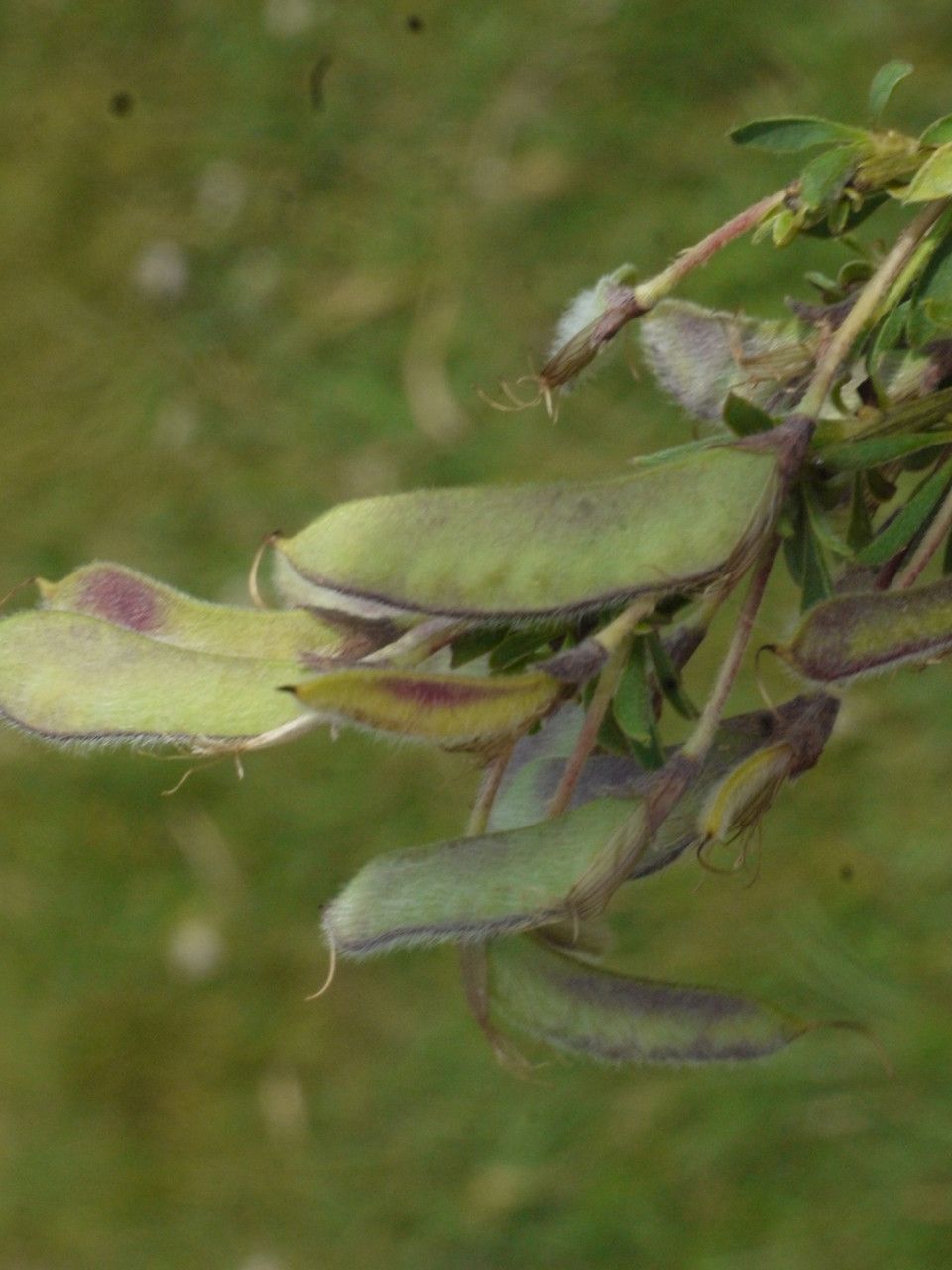 Taken Jul 11, 2013 by Tela Botanica − Liliane Roubaudi (cc-by-sa)