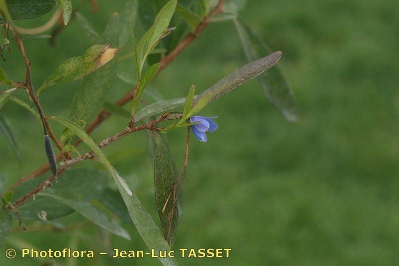 Taken Aug 15, 2010 by Photoflora - Jean-Luc TASSET (©)