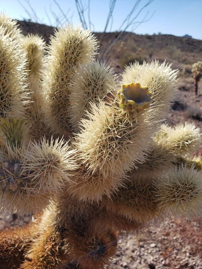 Cylindropuntia Bigelovii Engelm F M Knuth アメリカ合衆国 Pl Ntnet Identify