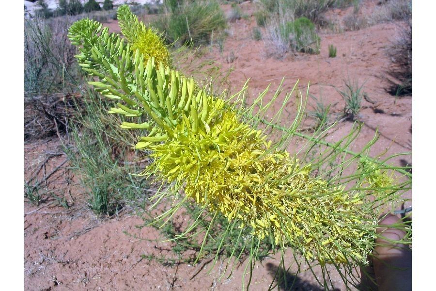 Taken Jan 1, 1900 by EOL − USDI BLM. United States, UT, Kane Co. July 2003. (public)