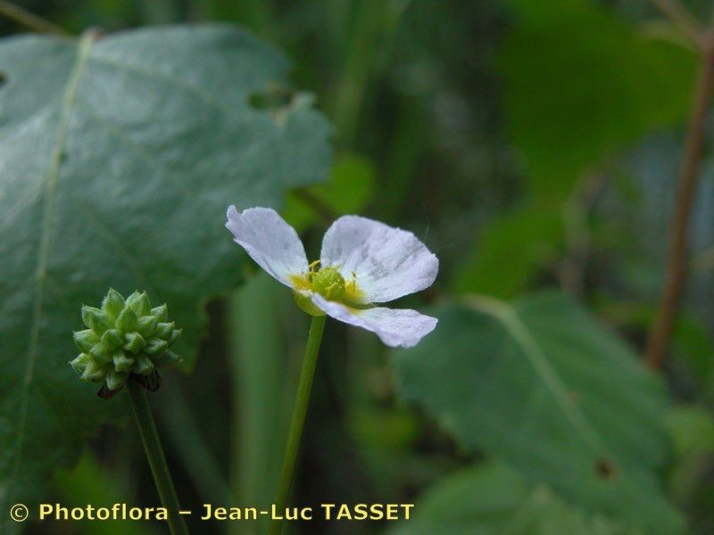 Taken Jul 15, 2003 by Photoflora - Jean-Luc TASSET (©)