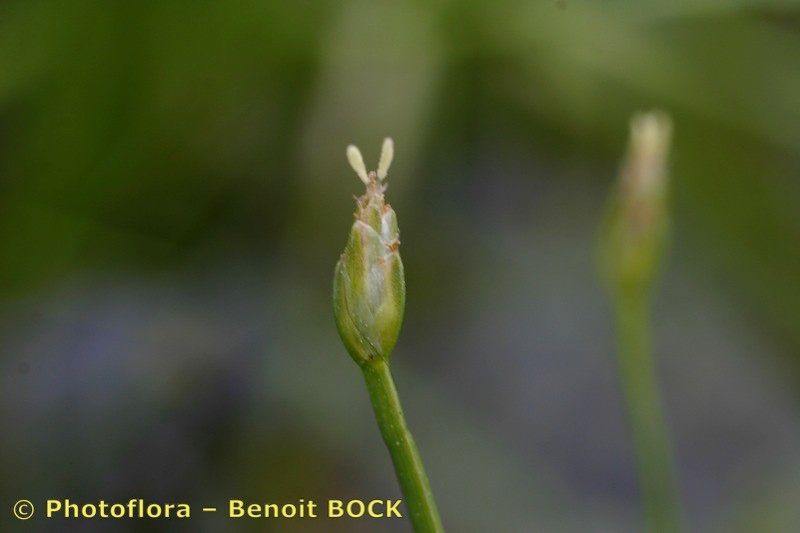 Taken Aug 15, 2005 by Photoflora - Benoit BOCK (©)