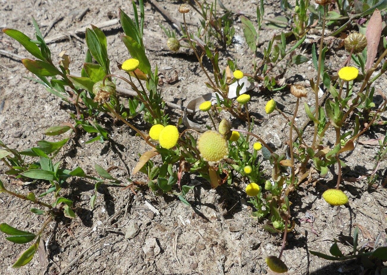 Cotula coronopifolia, Brass Buttons