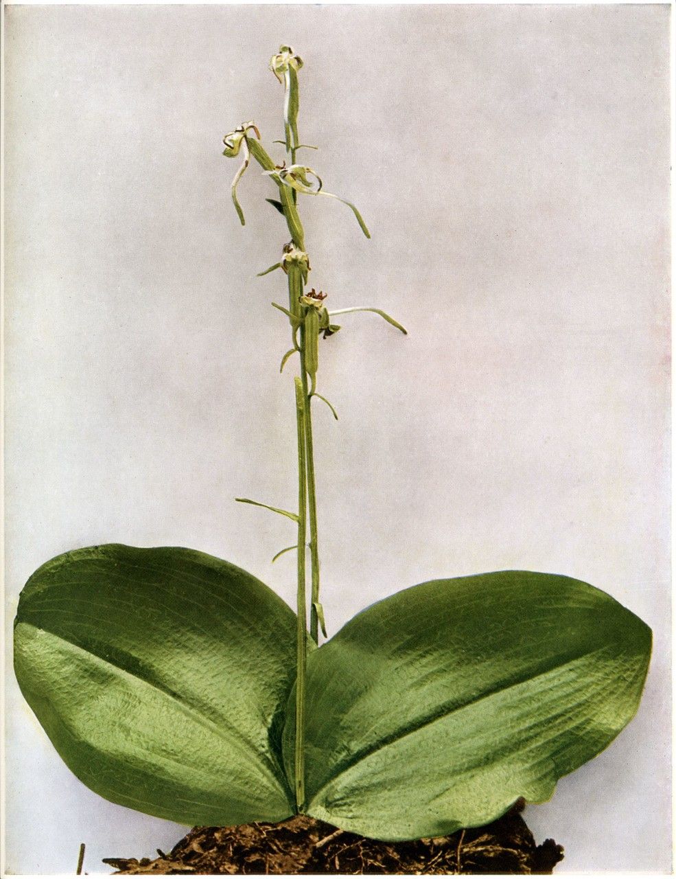 Taken Jan 1, 1900 by EOL − Homer D. House, New York State Botanist (public)