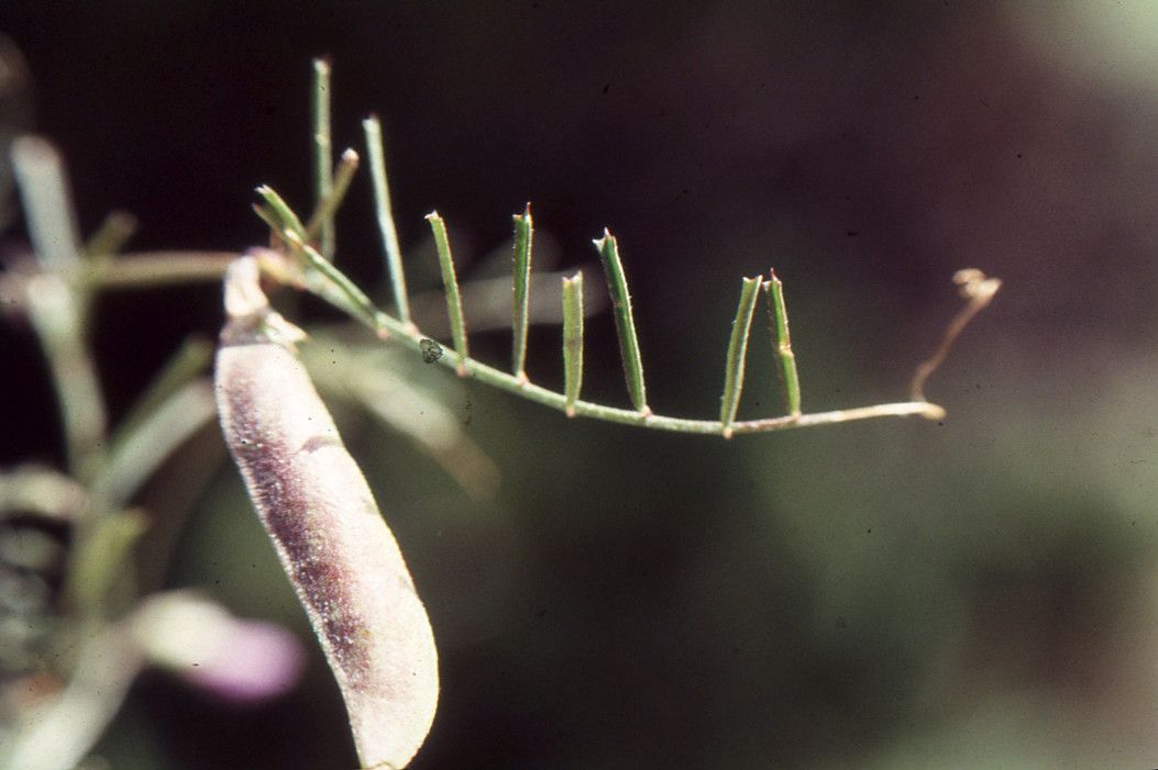 Taken Jul 2, 1994 by Tela Botanica − Liliane ROUBAUDI (cc-by-sa)