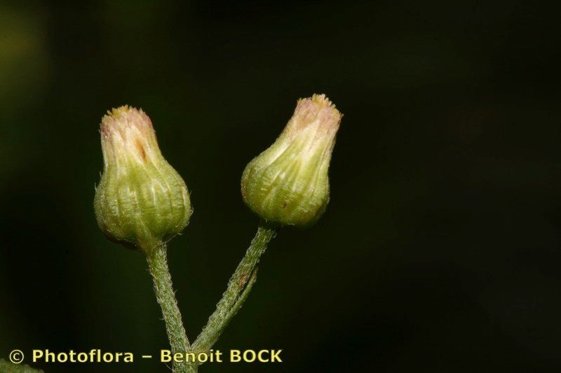 Taken Aug 15, 2007 by Photoflora - Benoit BOCK (©)