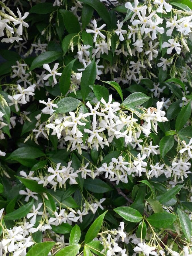 Trachelospermum jasminoides (Lindl.) Lem., Jazmín estrella (Flora mundial)  - Pl@ntNet identify