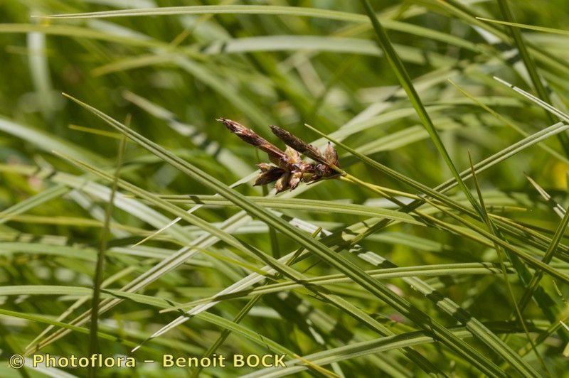 Taken Aug 15, 2010 by Photoflora - Benoit BOCK (©)