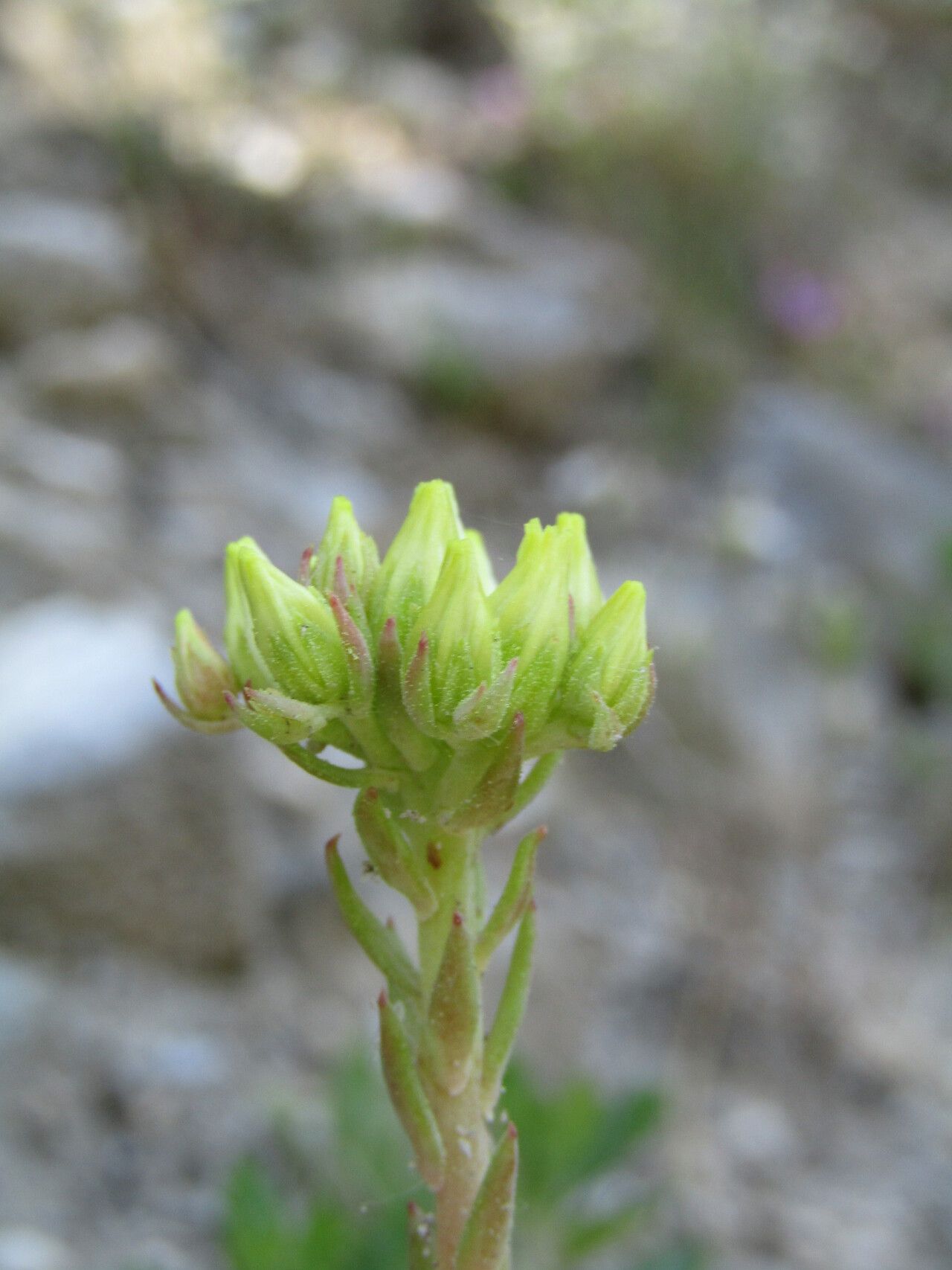 Observation: Sedum ochroleucum Chaix (Rossen Vassilev Jul 7, 2017 ...