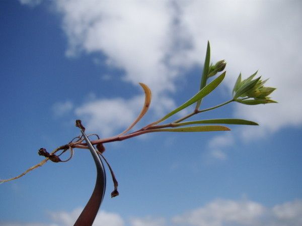 Taken Jun 6, 2010 by Tela Botanica − Claude FIGUREAU (cc-by-sa)