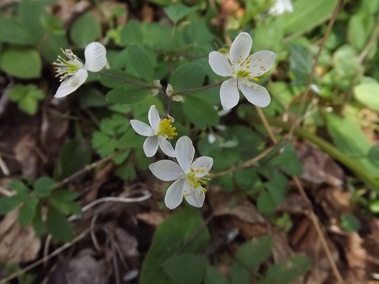 Taken Mar 21, 2013 by Tela Botanica − Florent Beck (cc-by-sa)