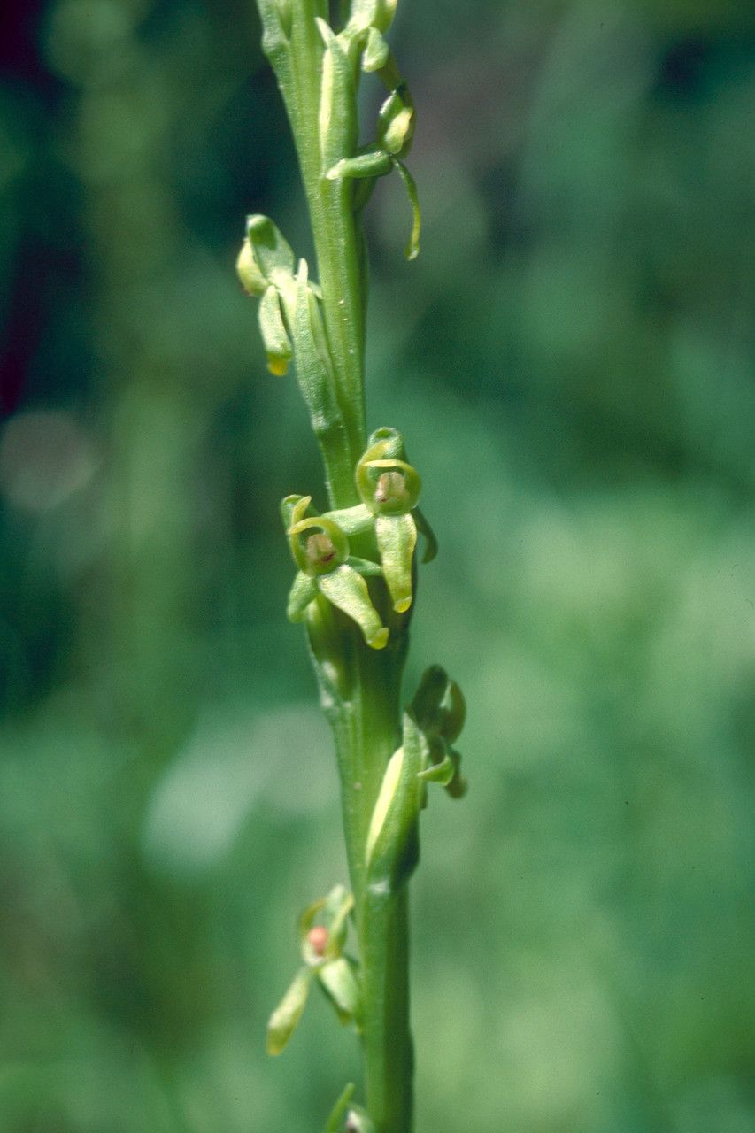 Taken Jan 1, 1900 by EOL − Dave Powell, USDA Forest Service, Bugwood.org (cc-by)