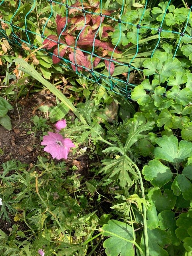 Greater Musk Mallow: Planting, Care & Guide