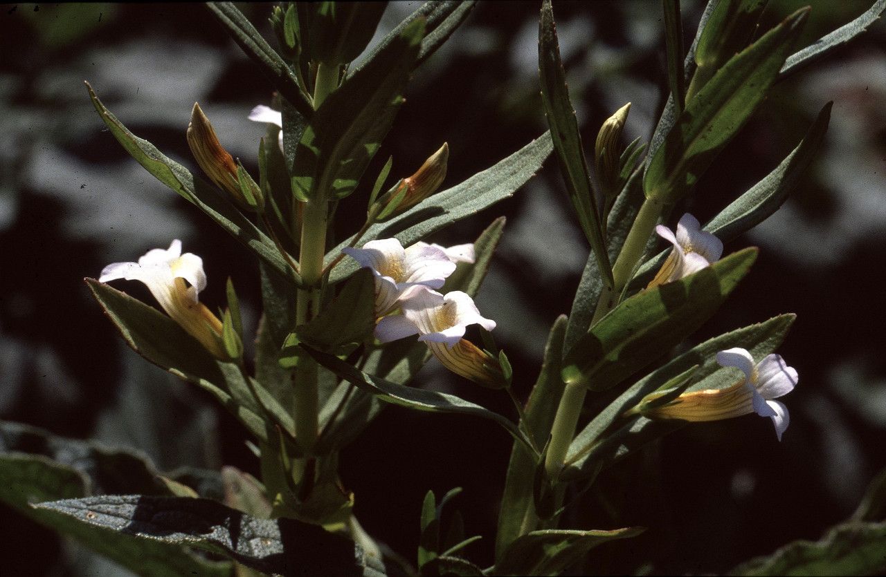 Taken Sep 19, 1985 by Tela Botanica − Liliane ROUBAUDI (cc-by-sa)