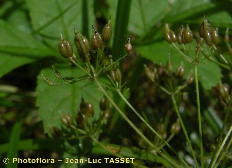 Taken Aug 15, 2004 by Photoflora - Jean-Luc TASSET (©)