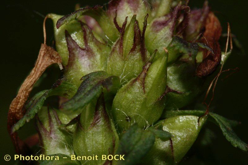 Taken Jul 15, 2007 by Photoflora - Benoit BOCK (©)