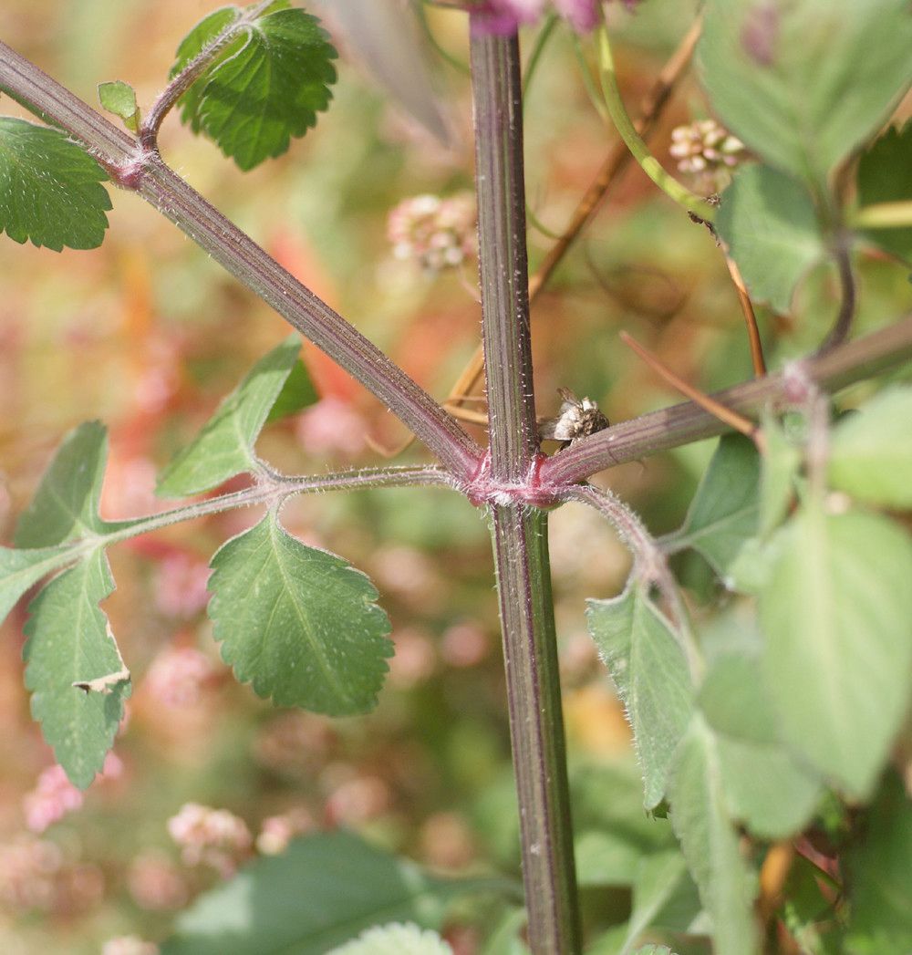 Taken Sep 23, 2012 by Tela Botanica − Liliane Roubaudi (cc-by-sa)