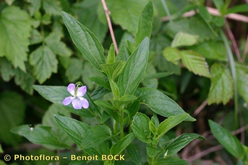 Taken Aug 15, 2006 by Photoflora - Benoit BOCK (©)