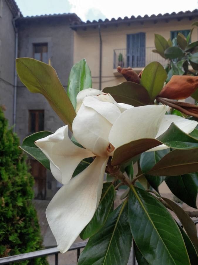 Magnolia grandiflora L., Magnolio (Flora mundial) - Pl@ntNet identify