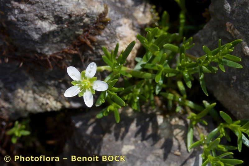 Taken Jul 15, 2018 by Photoflora - Benoit BOCK (©)