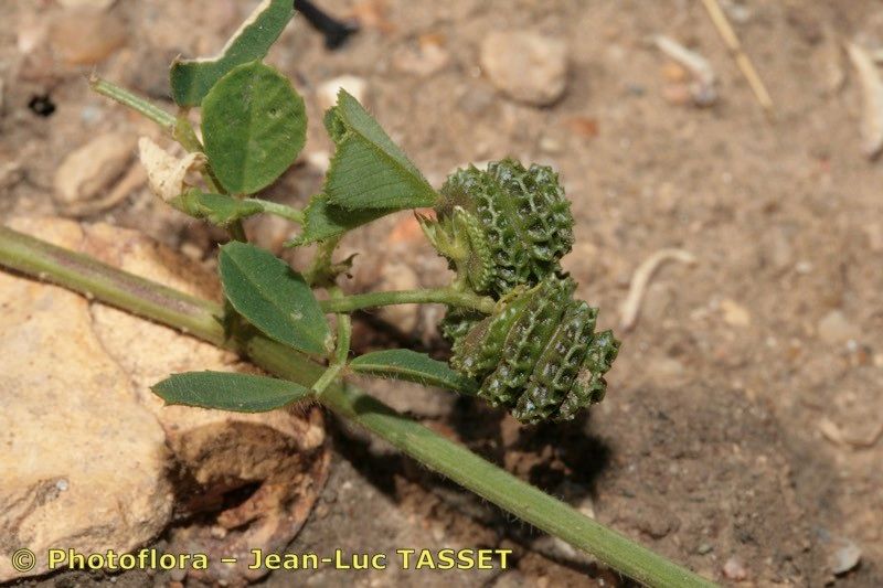 Taken Aug 15, 2008 by Photoflora - Jean-Luc TASSET (©)