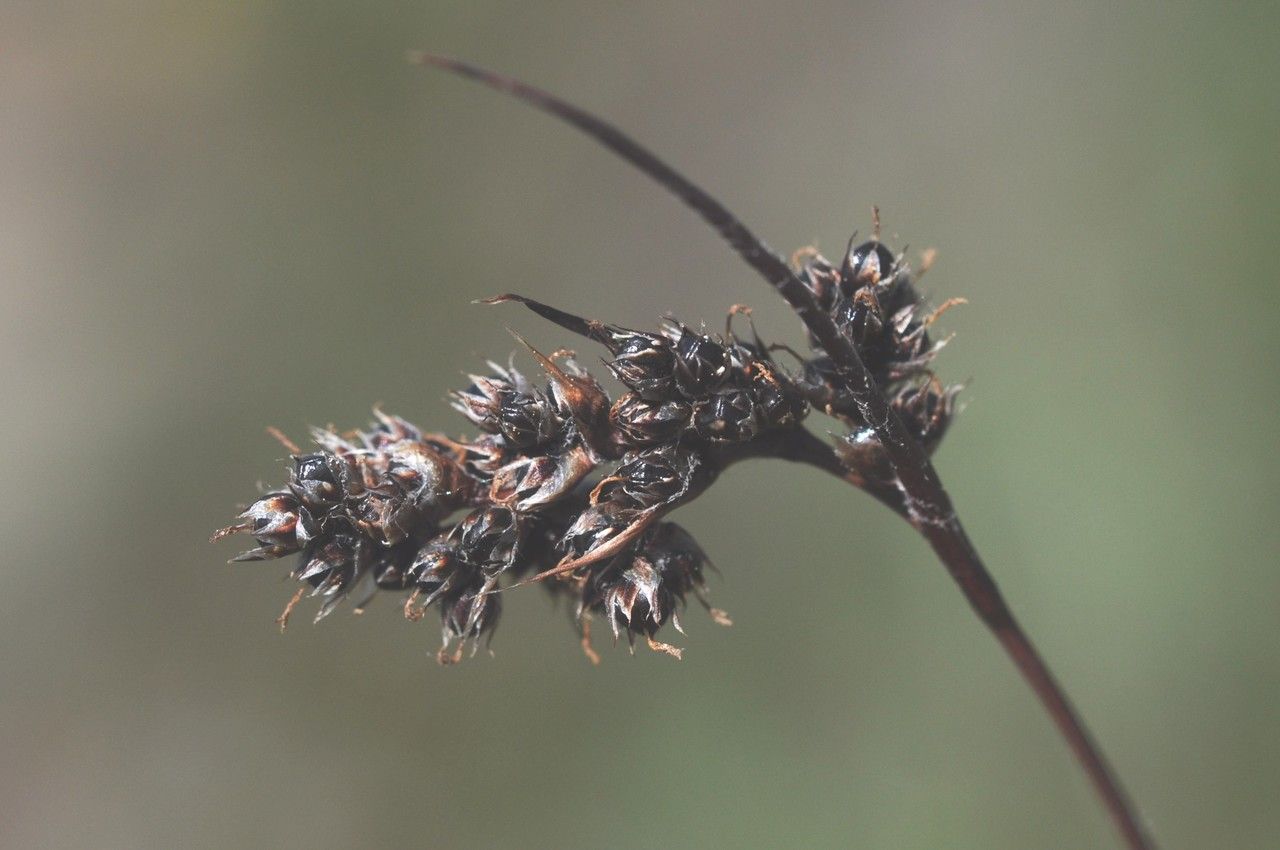 Taken May 31, 2015 by Tela Botanica − Françoise CARLE (cc-by-sa)