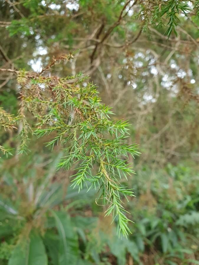 African juniper or african pencil cedar (Juniperus procera) in background  and red hot poker or torch lily (Kniphofia foliosa) in foreground. This  Stock Photo - Alamy